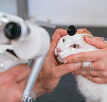 Como a qualidade dos equipamentos define o sucesso da cirurgia oftalmológica veterinária