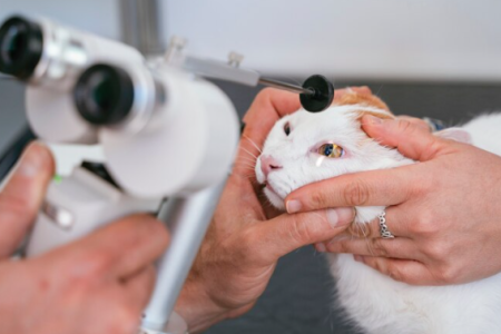 Como a qualidade dos equipamentos define o sucesso da cirurgia oftalmológica veterinária